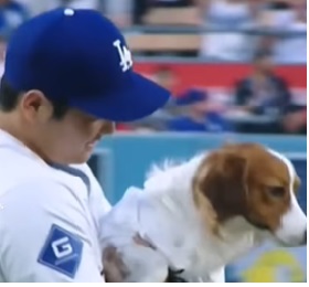 大谷翔平 犬