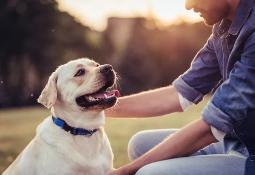 飼い主 犬 責任 口コミ