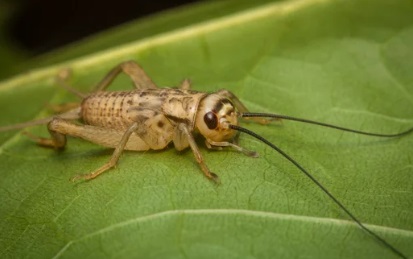 昆虫食 失敗 食用コオロギ 原因