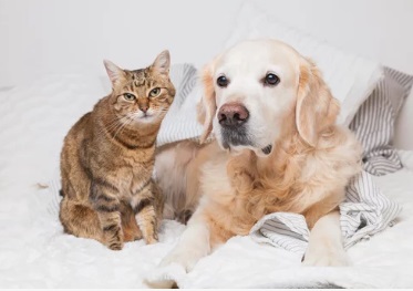 ペットの貨物扱い