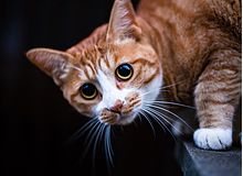 辻内　真理子子さん